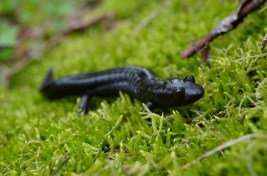 Seal Salamander (Desmognathus monticola), Big Yellow Mountain