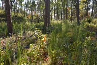cah_5330 shortleaf woodland in foothills of east tn